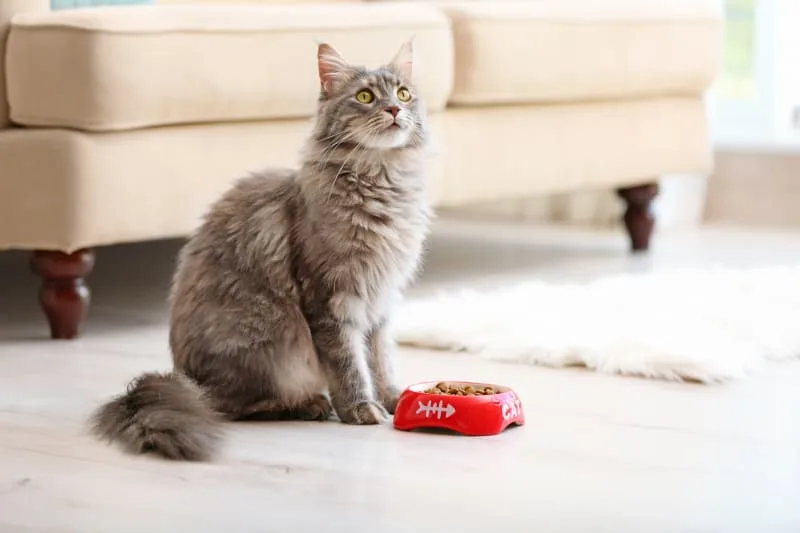 My cat won't eat! What are my next steps?