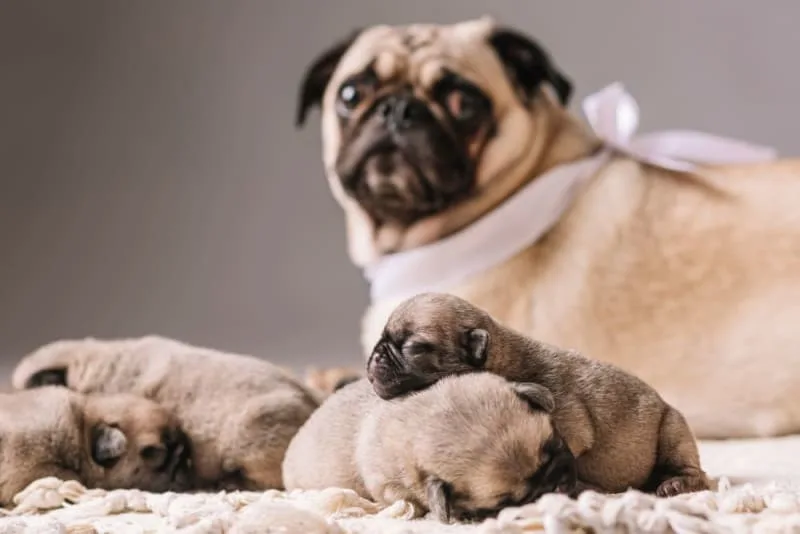 C-Section for Dogs: Everything You Should Know