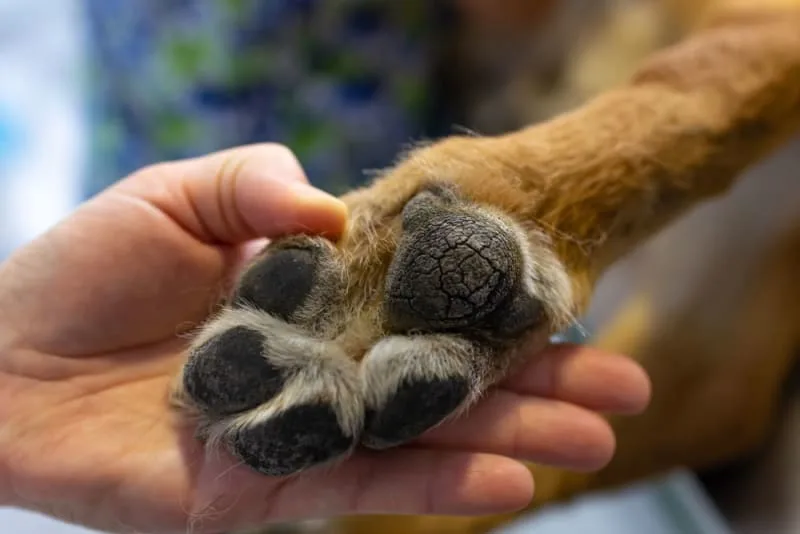 What to do if my Dog Cut their Paw Pad?