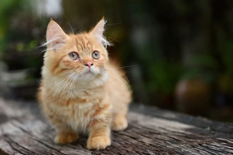 Cat Breeds That Live the Longest