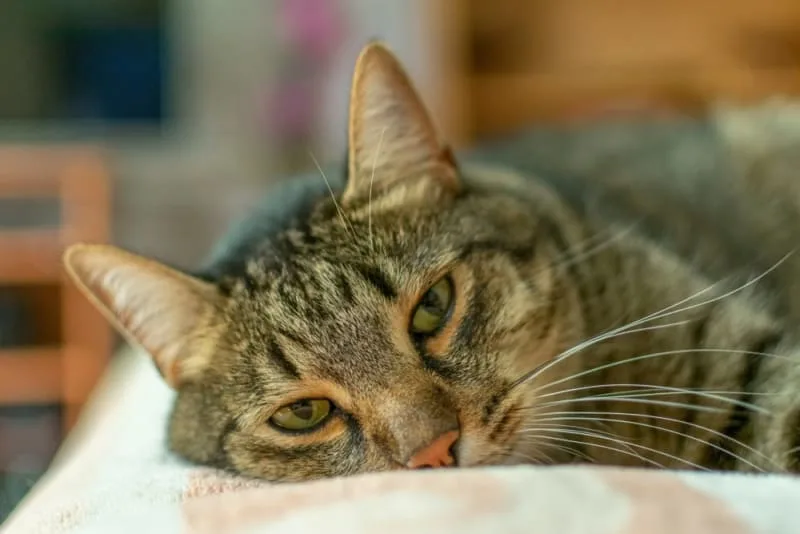 How to Tell if Your Cat Is Sick: Signs & Symptoms