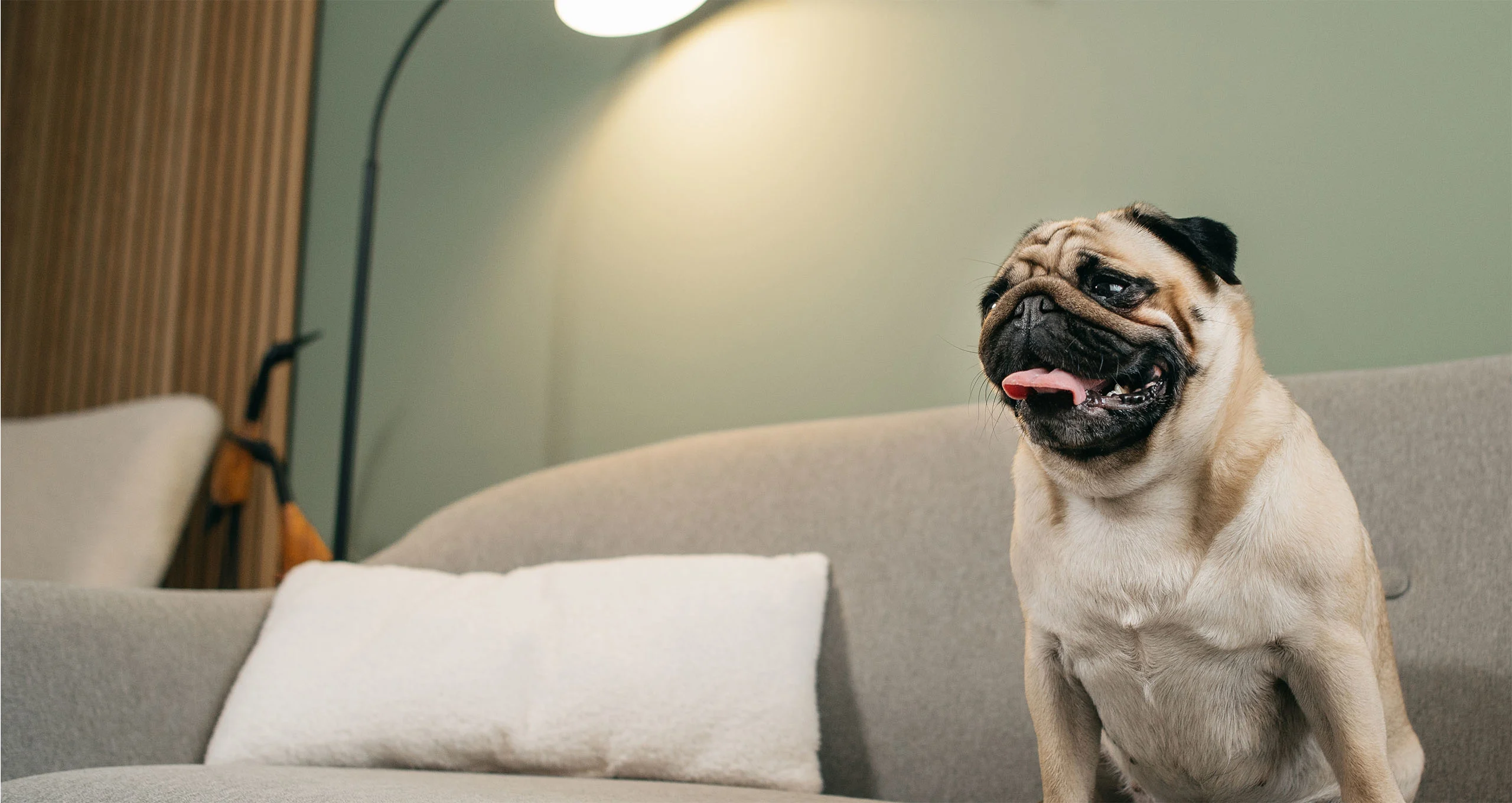 h panting pug sitting on gray couch with sage wall behind him