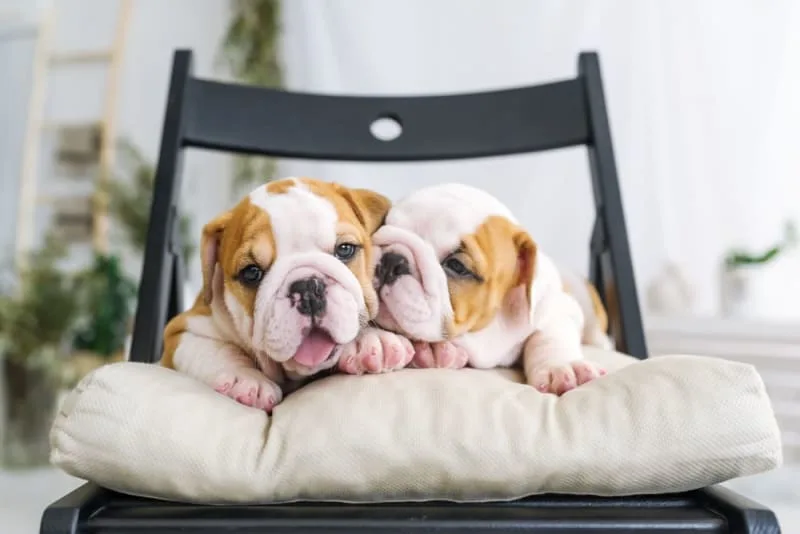 Getting Your Dog Fixed: When and What To Know