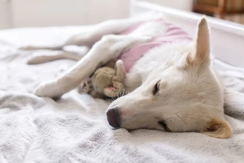 Benefits of Neutering or Spaying Your Dog