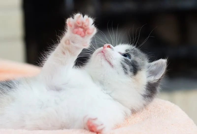 Kitten Age Chart: How to Tell How Old a Kitten Is