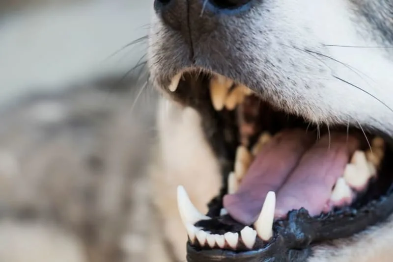Broken Jaws in Dogs: Causes & Treatments