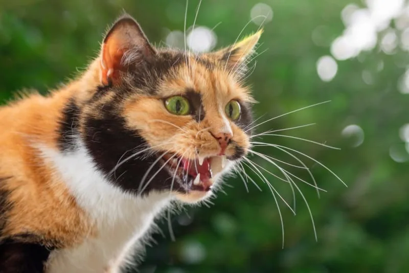 Cat Tooth Extractions: What to Expect & What to Watch For