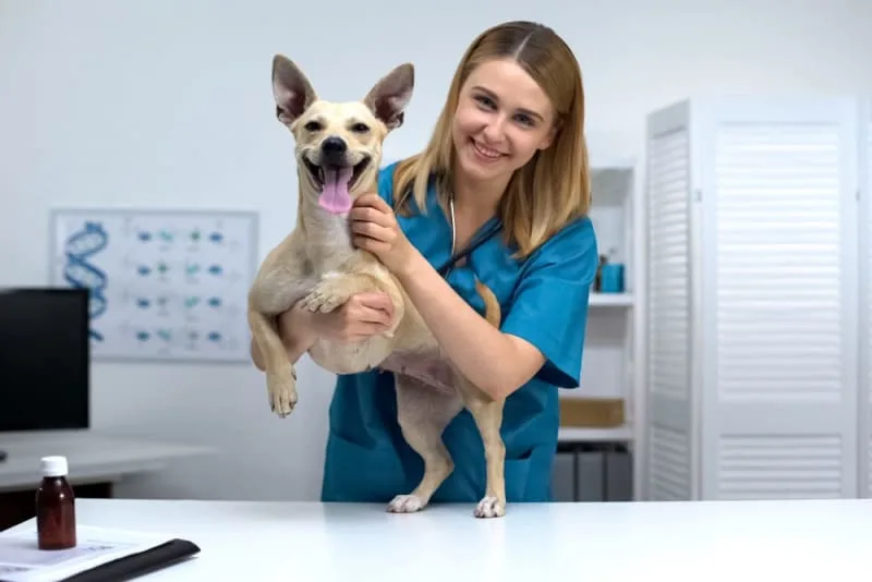 5 Health Benefits of Acupuncture for Dogs