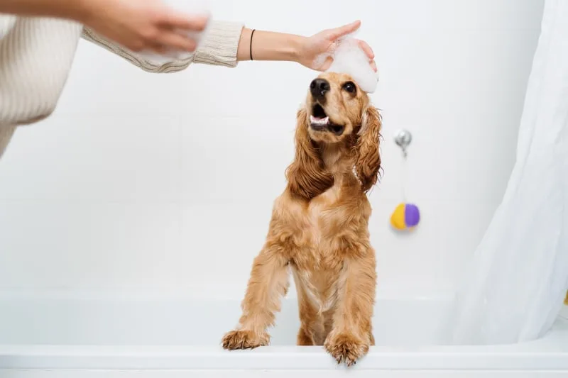 Dog Shampoos To Help Combat Dry, Itchy Skin