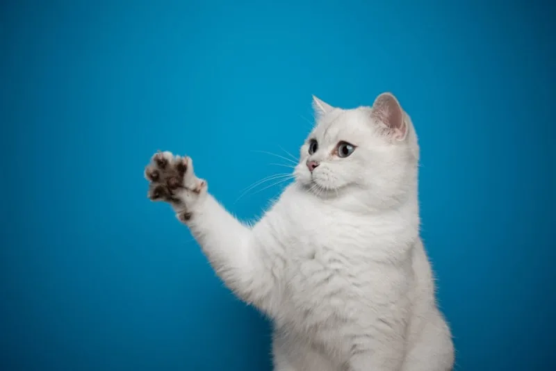 Why are my cat's nails splitting?