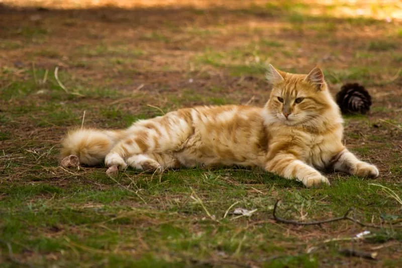 Limping In Cats & What to Do