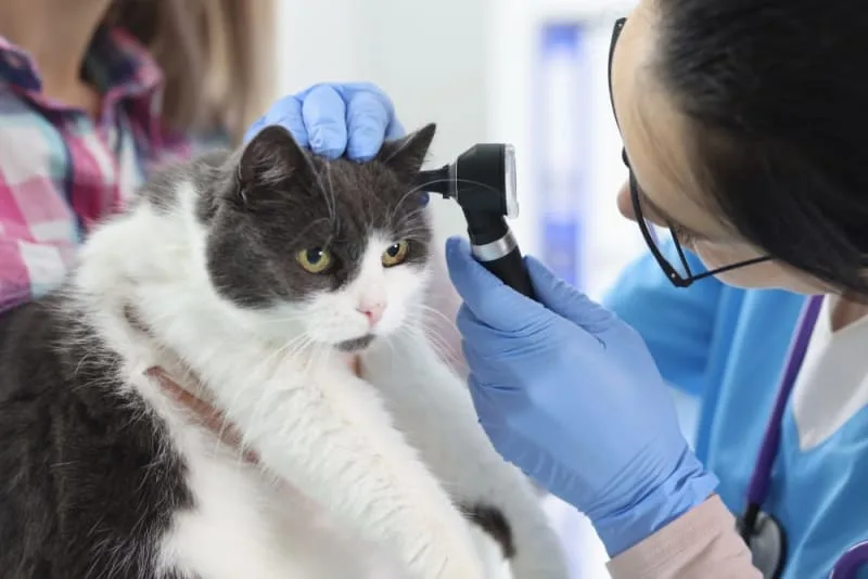 Ear Mites in Cats: Causes, Treatment, & Prevention