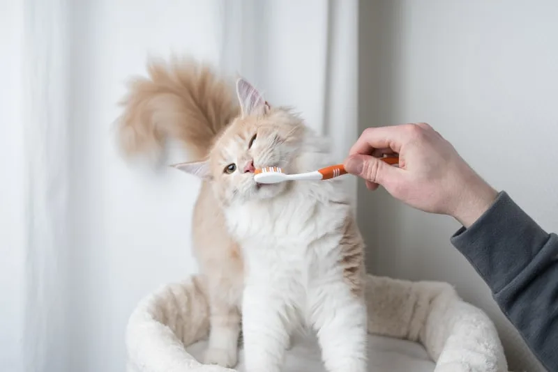 How to Treat Cat Gingivitis