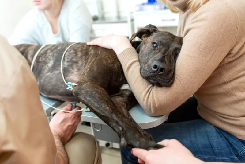 ECGs for Pets: When are they needed?
