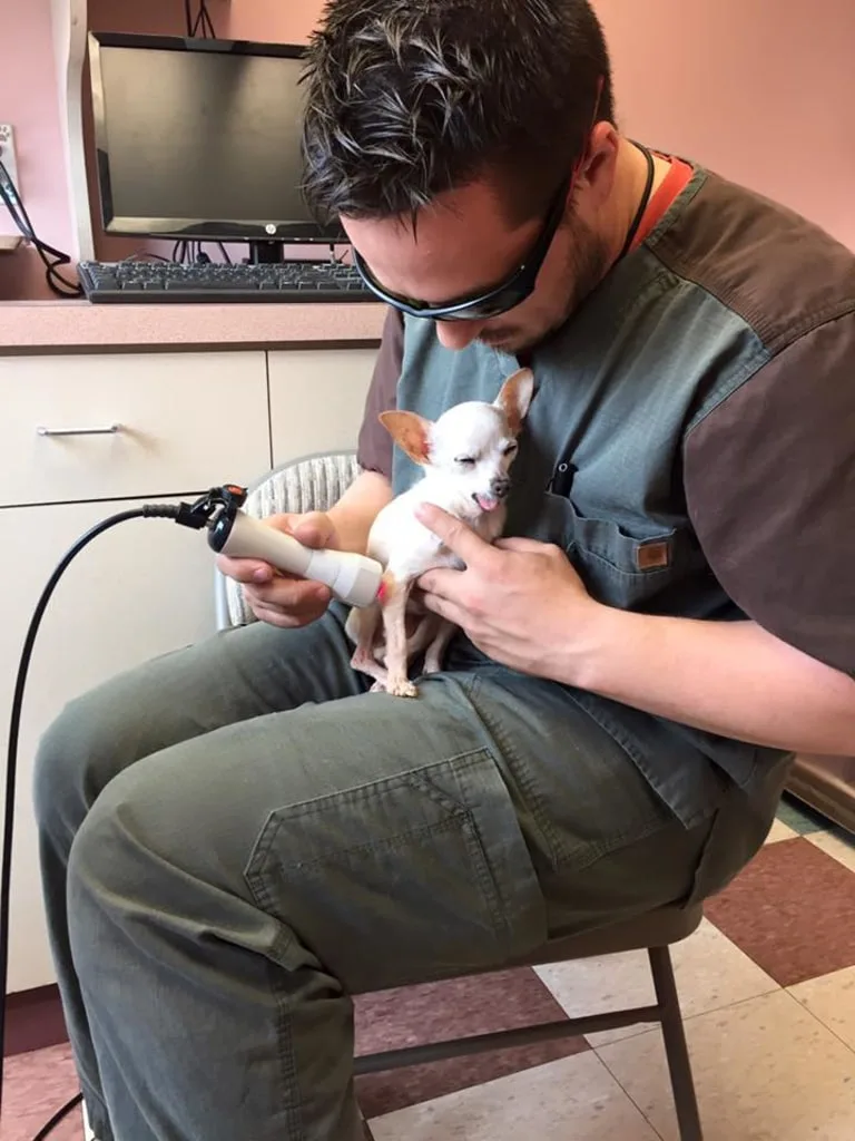 Veterinary X-Rays & Diagnostics