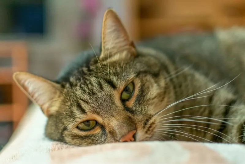 PU Surgery in Cats