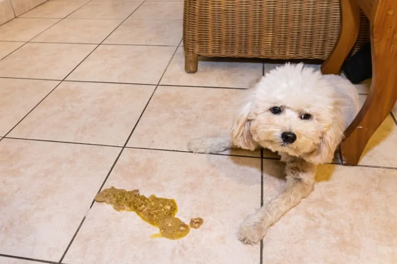Vomiting in Dogs