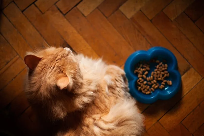My cat won't eat - is this an emergency?