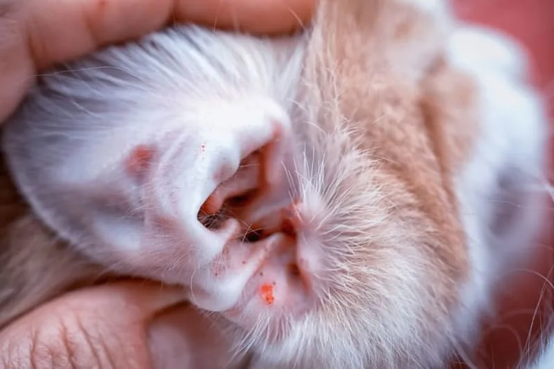 Ear Mites in Cats: Causes, Treatment & Prevention