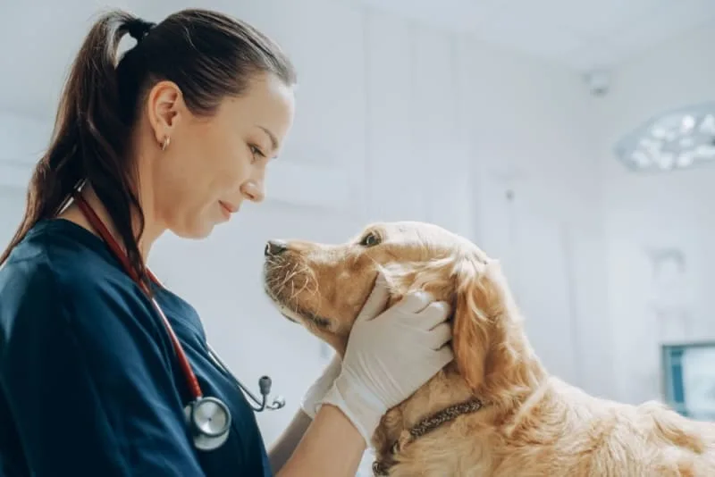 Endoscopy for Diagnosing & Treating Digestive Issues in Pets