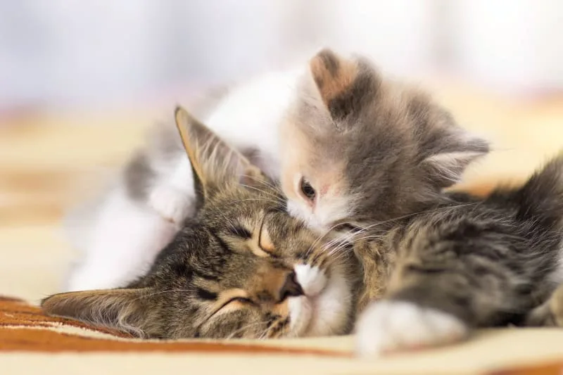 When To Take a Cat To The Vet