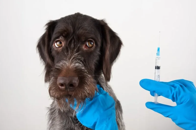 Vaccine Reactions in Dogs: Dog Behavior Change After Vaccination
