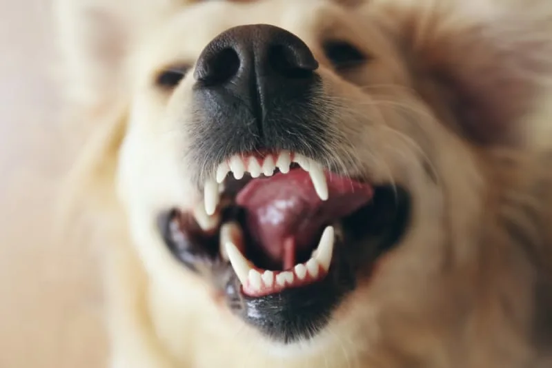 How to Stop & Prevent Periodontal Disease in Dogs