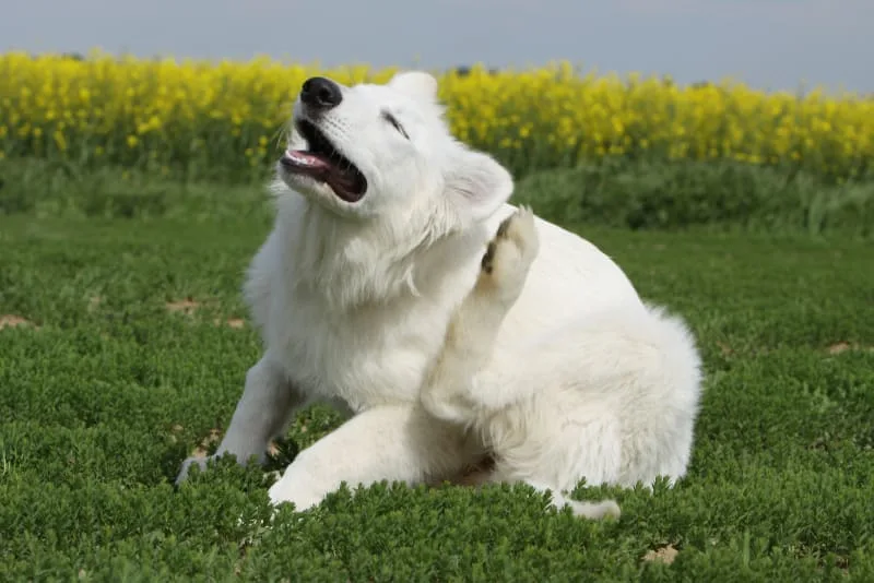 What Ring Worm Looks Like on a Dog