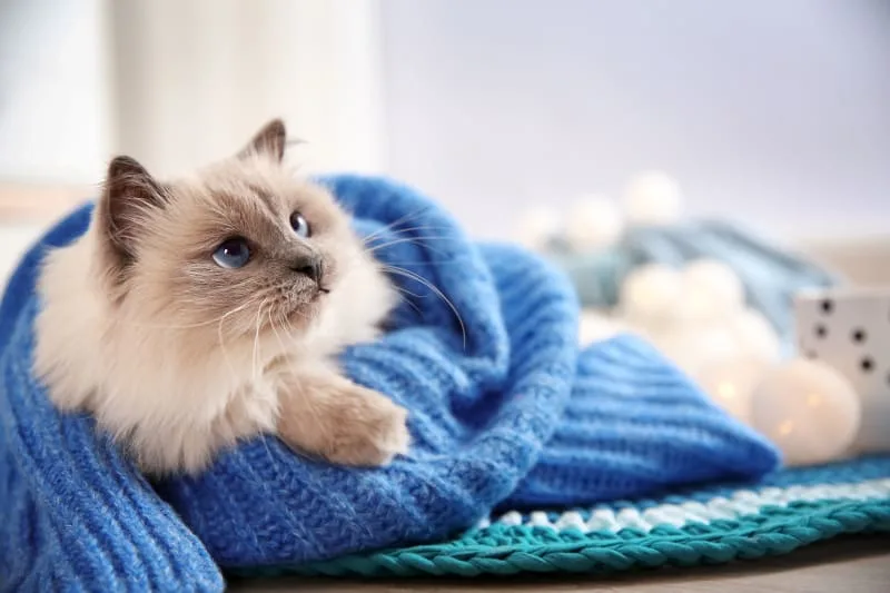 Cats & Colds: Can They Get Them and What To Do For Them