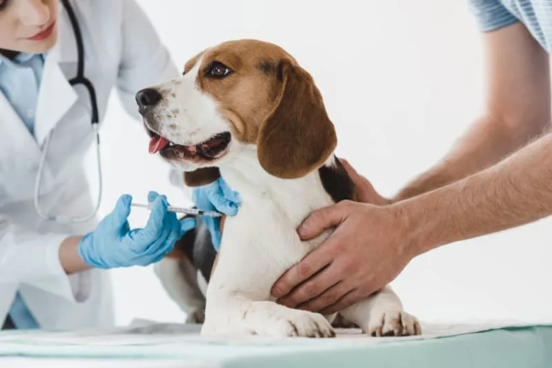 Vaccine Reactions in Dogs: Everything You Should Know