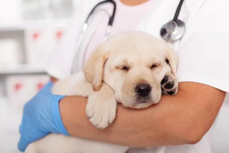 Important Puppy Vaccination Schedule