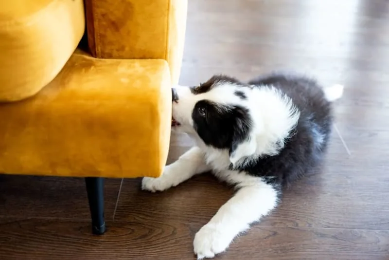 Dog Chewing Problems: Why They Chew & How To Stop Them