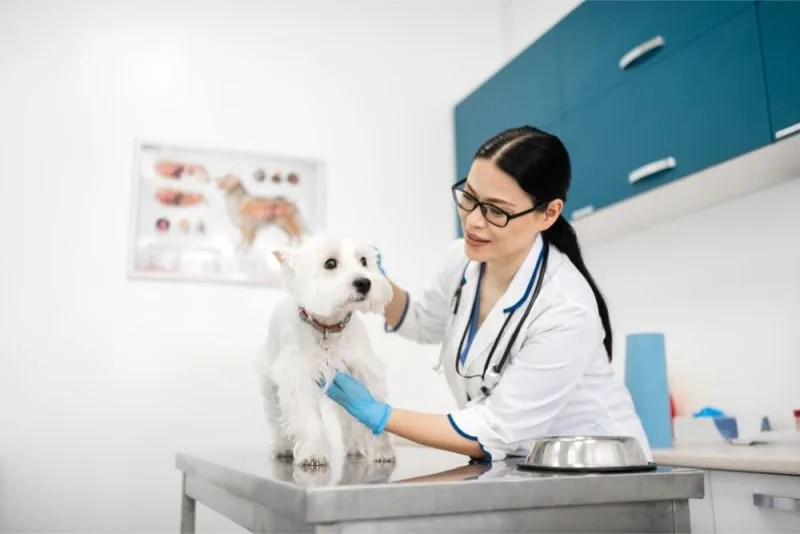 Parvovirus in Dogs