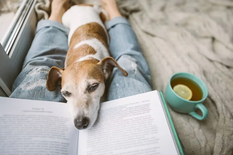 Where to Leave a Dog While on Vacation