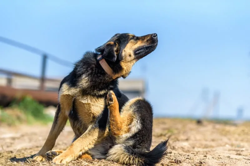 Dandruff in Dogs: Causes & Treatment