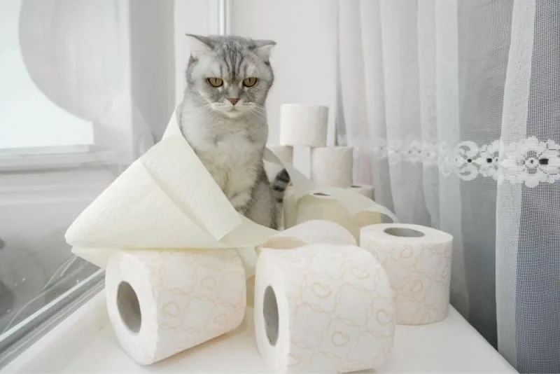 Diarrhea in Cats: Common Causes & When It's Serious