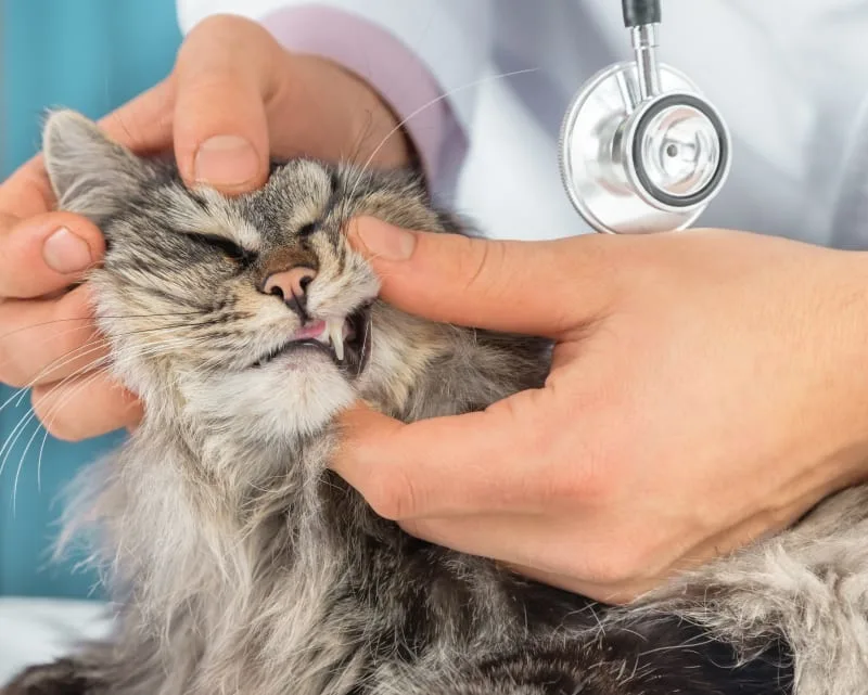 Cat Dental Health Care
