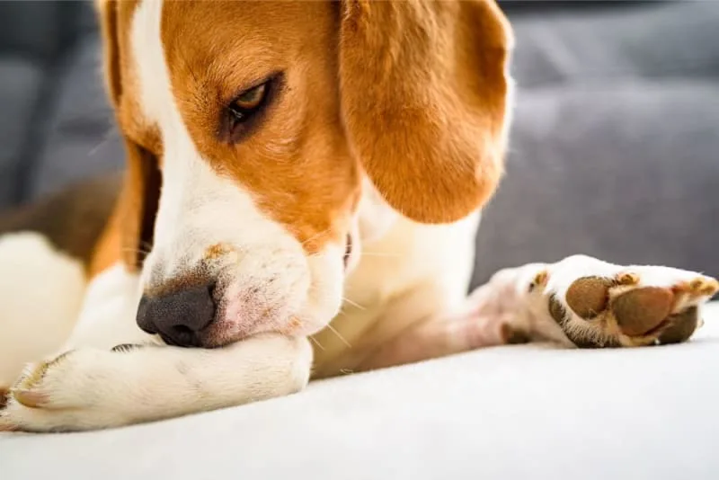 Mold Allergy in Dogs: Symptoms & Treatment