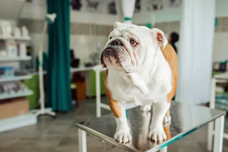 How often should I take my dog to the vet and why?