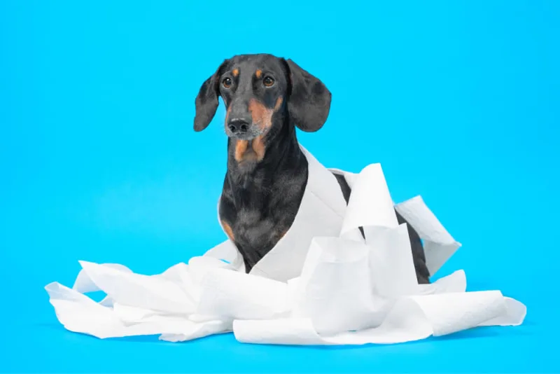 My Dog is Constipated! How Can I Help?