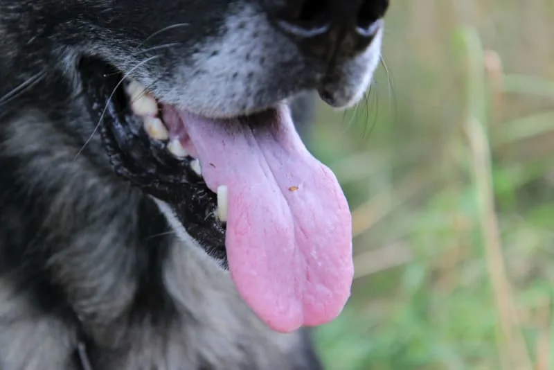 Is My Dogs Mouth Cleaner Than Mine?
