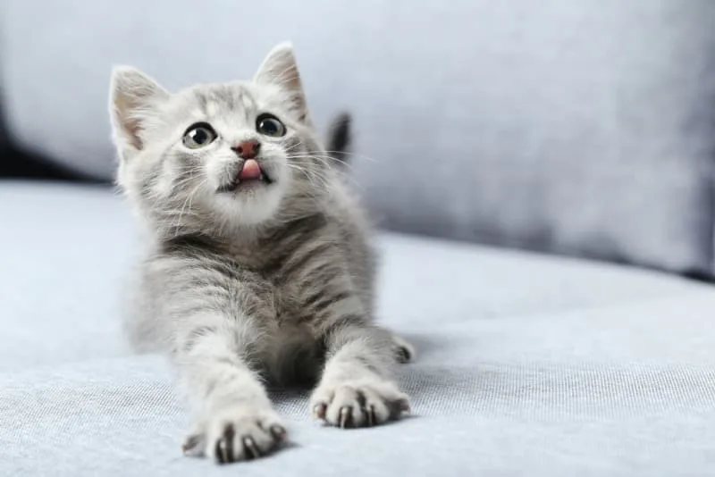 What To Know About Pet Vaccinations For Cats
