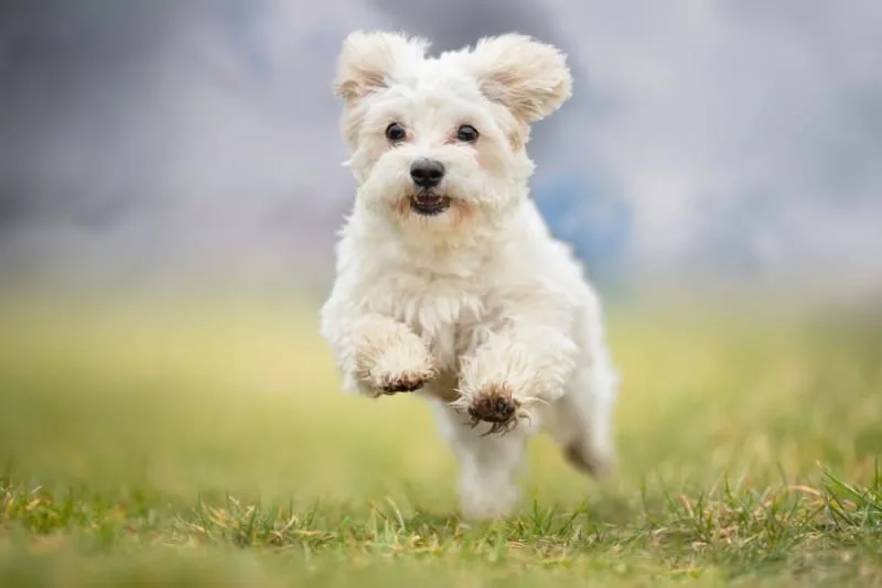 Dog Ringworm: What Does Ringworm Look Like on a Dog?