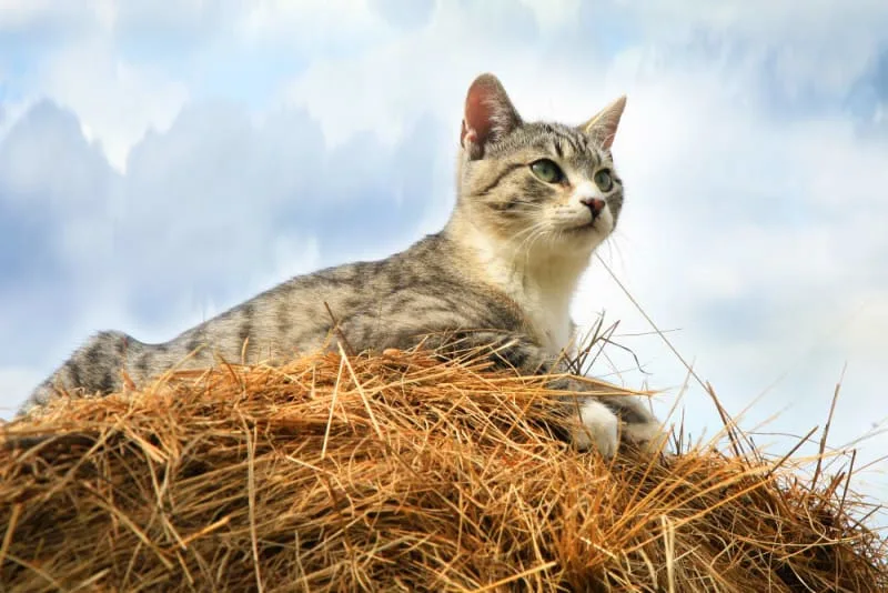 Leptospirosis in Cats