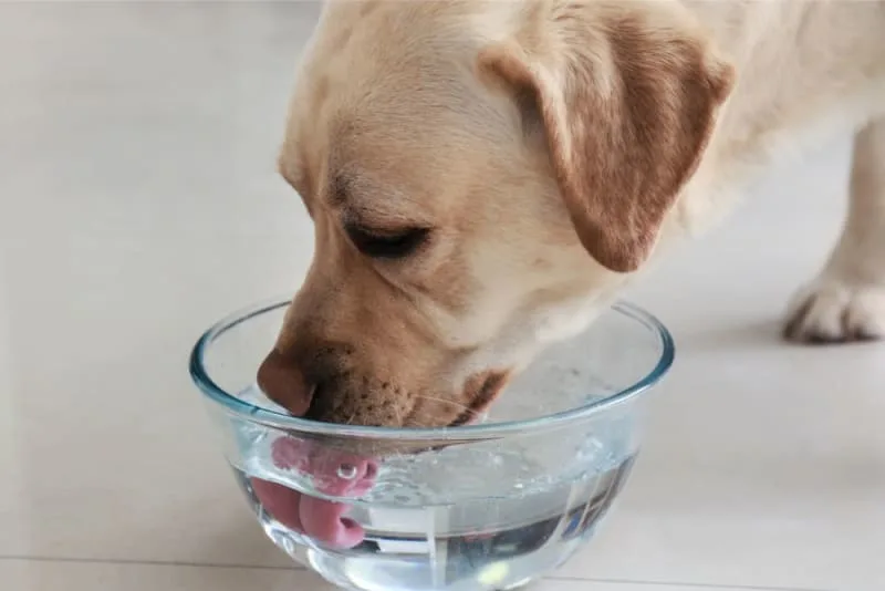 How Long Can a Dog Go Without Water?