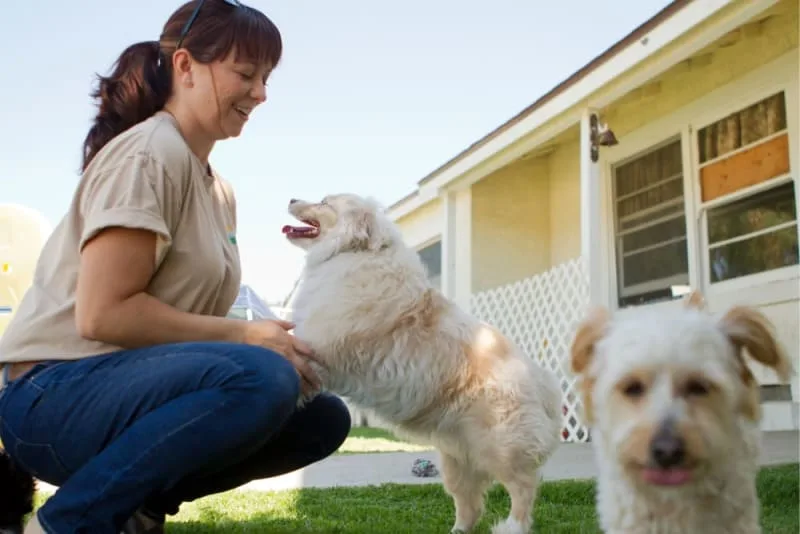 What To Look For When Boarding Your Dog