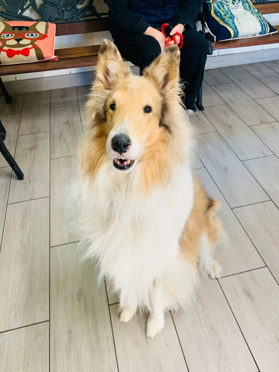 Dog Wellness Exams at Green Valley Veterinary Clinic