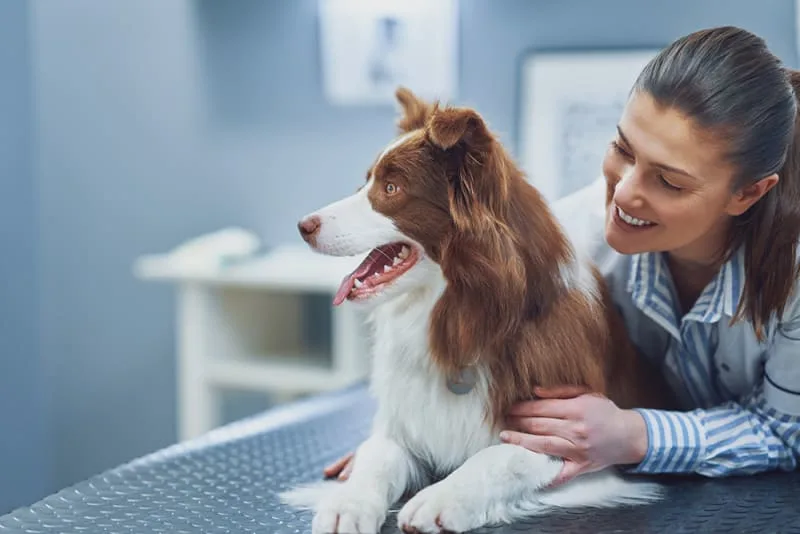Signs That Your Dogs May Be Dealing With Tooth Pain