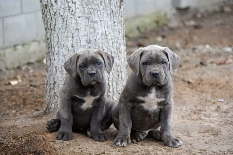 Puppy’s First Visit To The Vet: A Full Checklist & What to Expect