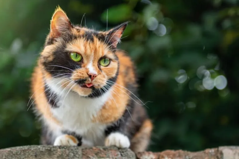 Cat Teeth Cleaning: How to Clean Cat's Teeth?
